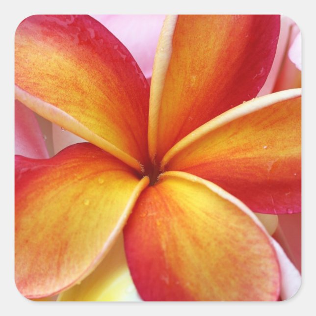 Yellow Red Plumeria Frangipani Hawaii Flowers Square Sticker (Front)