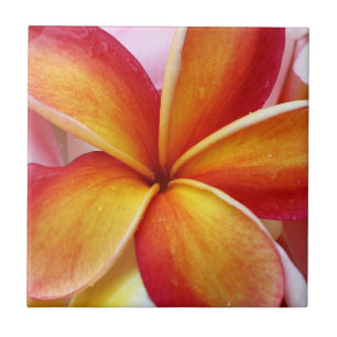 Yellow Red Plumeria Frangipani Hawaii Flowers Tile
