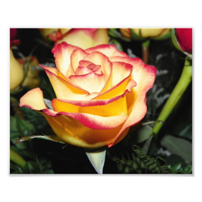Yellow & Red Rose Photo Print (Front)