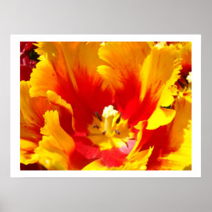 Yellow Red Tulip Flower Floral Fine Art Prints