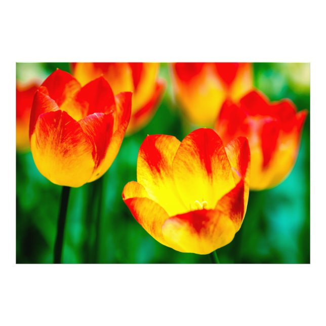 Yellow, Red Tulip Flowers Photo Print (Front)