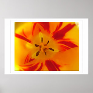 Yellow, red tulip macro picture poster