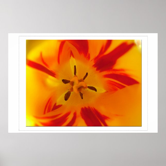 Yellow, red tulip macro picture poster (Front)
