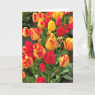 Yellow & Red Tulips Card