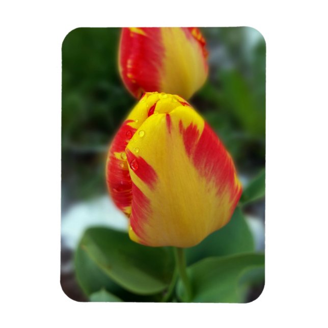 yellow red tulips magnet (Vertical)