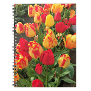 Yellow & Red Tulips Notebook
