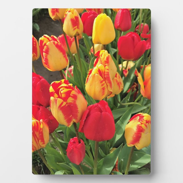 Yellow & Red Tulips Plaque (Front)