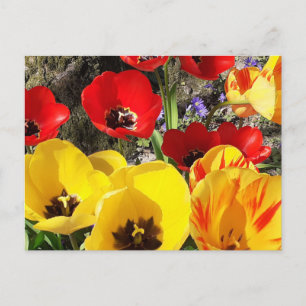 Yellow & Red Tulips Postcard