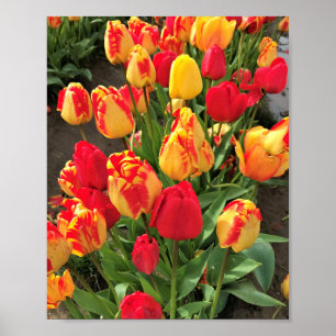 Yellow & Red Tulips Poster
