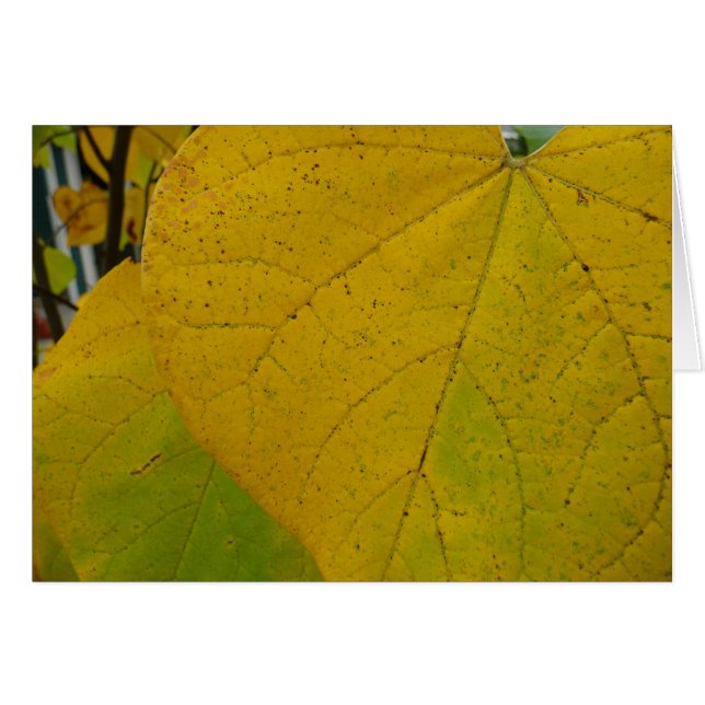 Yellow Redbud Leaves Autumn Nature Photography (Front Horizontal)