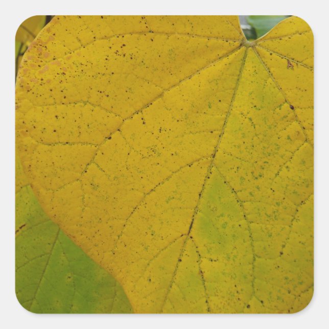 Yellow Redbud Leaves Autumn Nature Photography Square Sticker (Front)