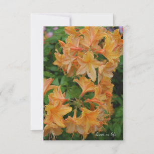 Yellow Rhododendron Card