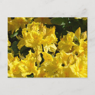 Yellow Rhododendrons Flowrs postcards