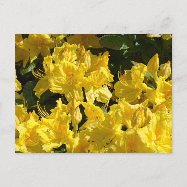 Yellow Rhododendrons Flowrs postcards (Front)