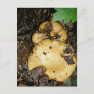 Yellow Ringed Pair Mushrooms Postcard
