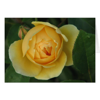 Yellow rose