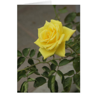 Yellow Rose