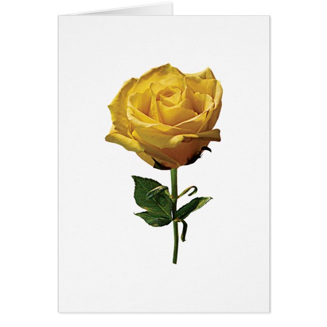 Yellow Rose (Front)
