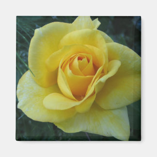 Yellow Rose2 Magnet