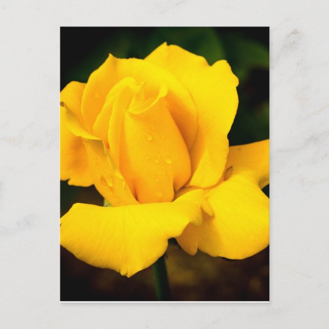 Yellow Rose - After the Rain Postcard (Front)
