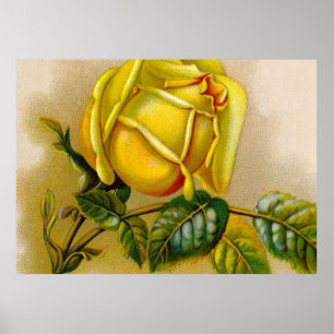 Yellow Rose Antique Vintage Print Fine Art