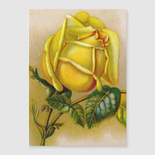 Yellow Rose Antique Vintage Print Fine Art
