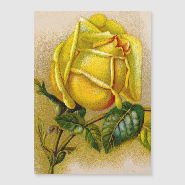 Yellow Rose Antique Vintage Print Fine Art (Front)