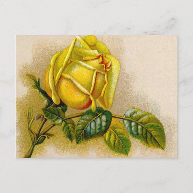 Yellow Rose Antique Vintage Print Fine Art Postcard (Front)