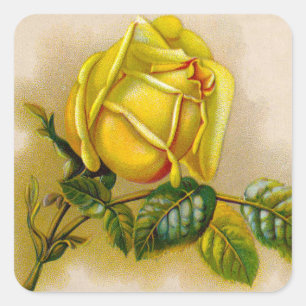 Yellow Rose Antique Vintage Print Fine Art Square Sticker