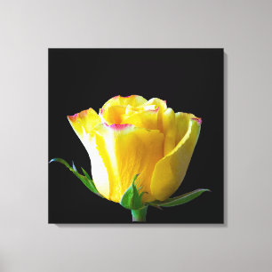 Yellow rose art canvas print