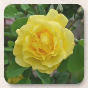 Yellow rose beauty coaster
