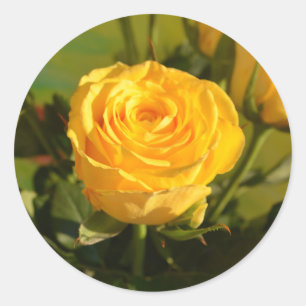 Yellow Rose Beauty Photography   Classic Round Sticker