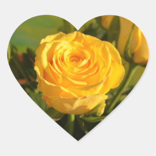Yellow Rose Beauty Photography    Heart Sticker