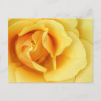 Yellow Rose Blossom Postcard