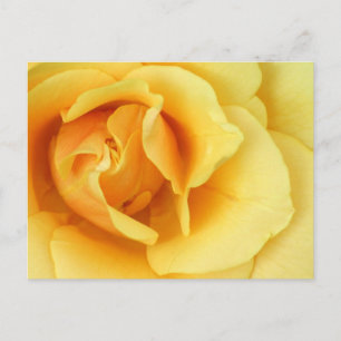 Yellow Rose Blossom Postcard