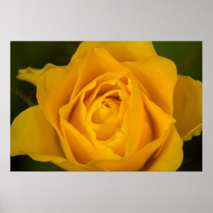 Yellow rose blossom poster