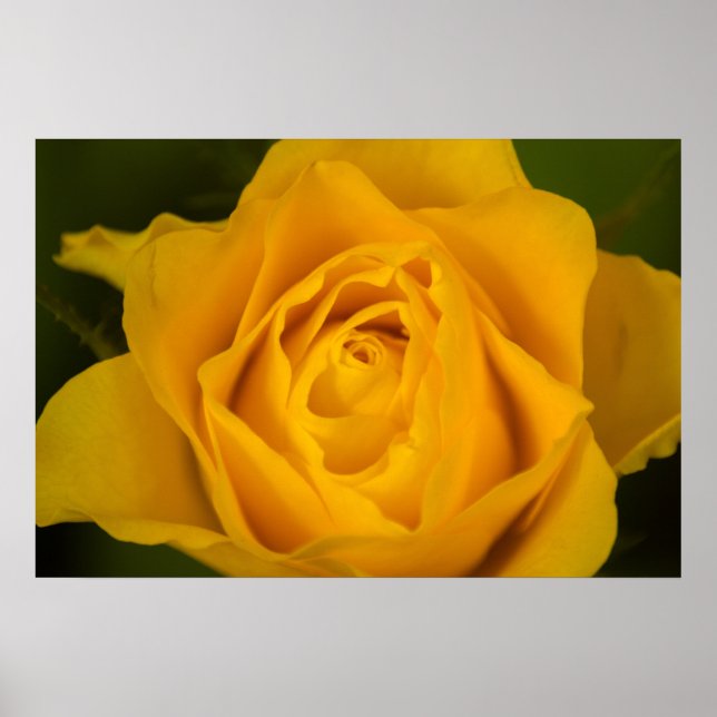 Yellow rose blossom poster (Front)