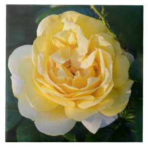 Yellow Rose Blossom Tile