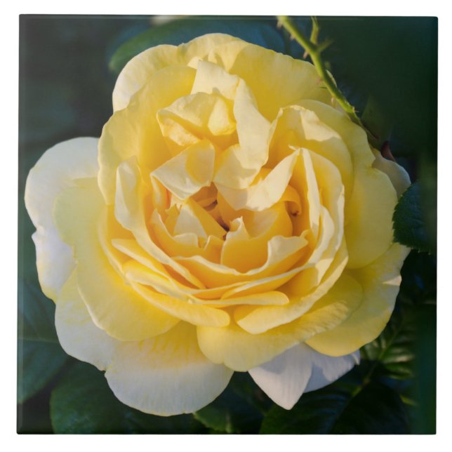 Yellow Rose Blossom Tile (Front)