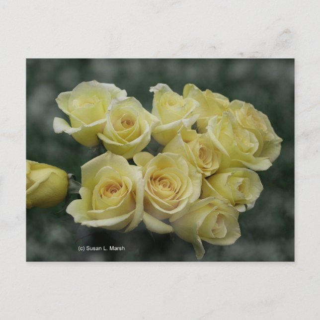 Yellow Rose bouquet spotted background Postcard (Front)