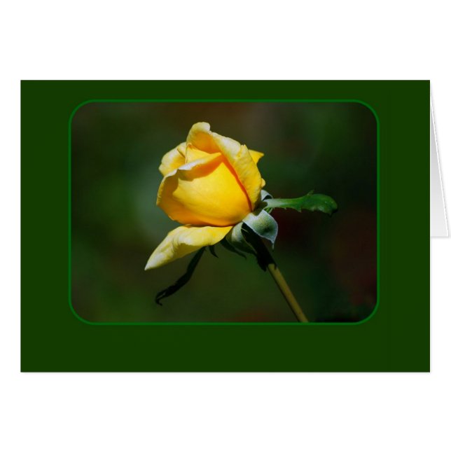Yellow Rose Bud (Front Horizontal)