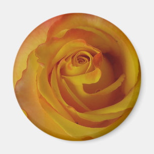 yellow rose bud magnet