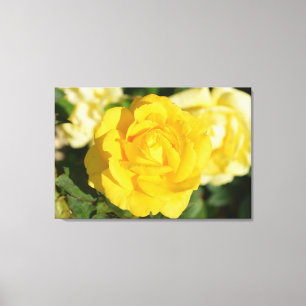 Yellow rose canvas print