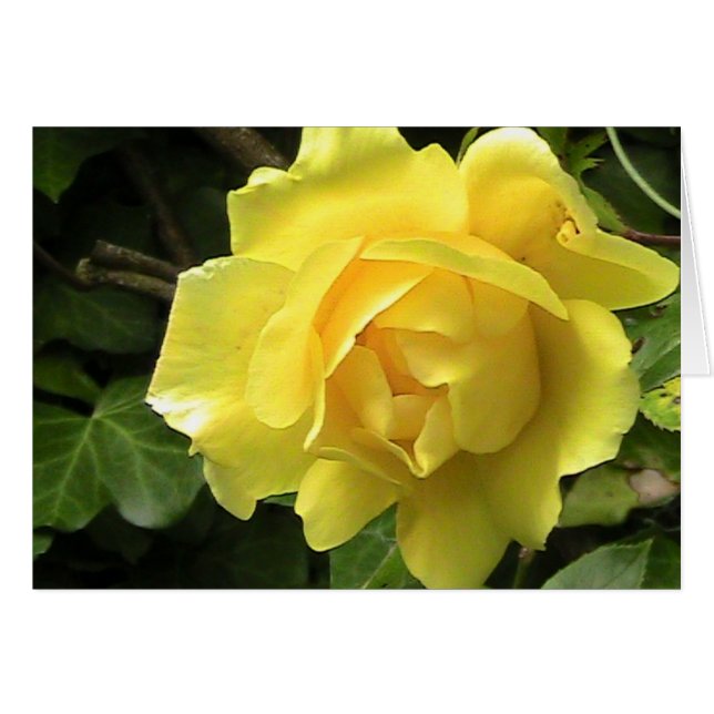 Yellow Rose Card (Front Horizontal)