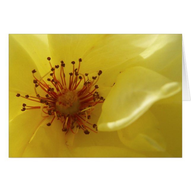 Yellow Rose Card (Front Horizontal)