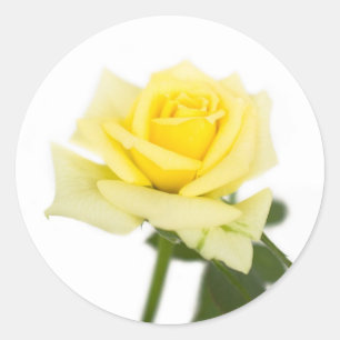 Yellow rose classic round sticker