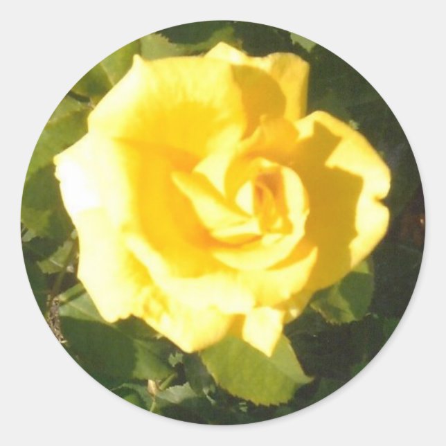 Yellow Rose Classic Round Sticker (Front)