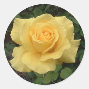 Yellow Rose Classic Round Sticker
