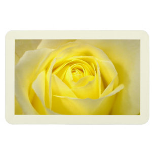 Yellow Rose Closeup Magnet