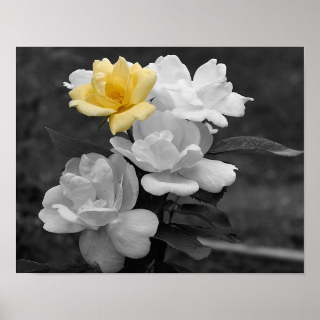 Yellow Rose Cluster Black And White Flower Poster (Front)